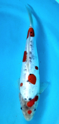 Japonsk� koi Gr D. Sanke DS1_48