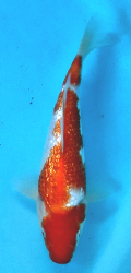 Japonsk� koi Gr Kohaku DS1_53