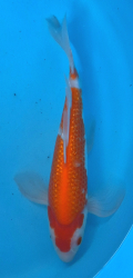 Japonsk� koi Gr Kohaku Longfin DS1_112