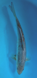 Japonsk� koi Gr Pearl Ochiba DS1_31
