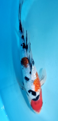 Japonsk� koi Gr Sanke Longfin DS1_21