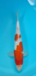 Japonsk� koi  Gr. Kohaku DS1_81