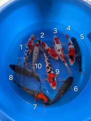 Japonsk koi kapre 001