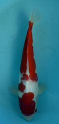 Japonsk� koi Kohaku PM 4