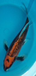 Japonsk koi Benikikokuryu Longfin VS1_63
