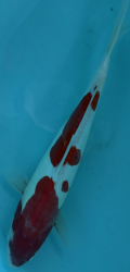 Japonsk� koi D. Kohaku PM 8