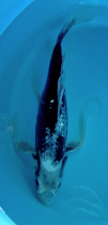 Japonsk koi Gr. Matsukawabake Longfin VS1_62