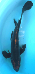 Japonsk koi Kawarimono Longfin VS1_36