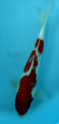 Japonsk koi Kohaku PM 1