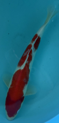 Japonsk� koi Kohaku PM 10