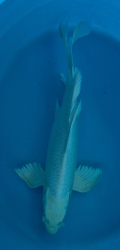 Japonsk koi Platinum Ogon Longfin VS1_58