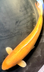 Japonsk koi Yamabuki Ogon VS1_31