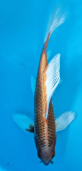 Japonsk� koi Ki Matsuba Longfin DS1_10