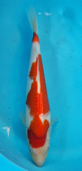 Japonsk� koi Kohaku DS1_106