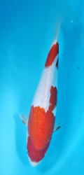 Japonsk� koi Kohaku DS1_16