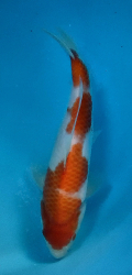 Japonsk� koi Kohaku DS1_26