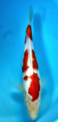 Japonsk� koi Kohaku DS1_49