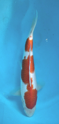 Japonsk� koi Kohaku DS1_57