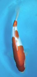Japonsk� koi Kohaku DS1_65