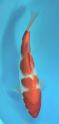 Japonsk� koi Kohaku DS1_71