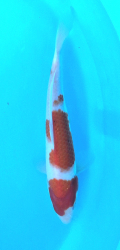 Japonsk� koi Kohaku DS1_75