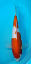 Japonsk� koi Kohaku DS1_77