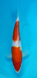 Japonsk� koi Kohaku DS1_83