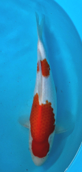 Japonsk� koi Kohaku DS1_87