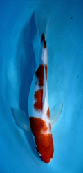 Japonsk� koi Kohaku DS1_9