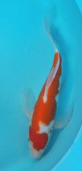 Japonsk� koi Kohaku Longfin DS1_104