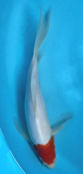 Japonsk koi Kohaku Longfin DS1_121