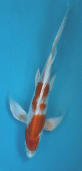 Japonsk koi Kohaku Longfin DS1_133