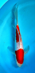 Japonsk� koi Kohaku Longfin DS1_25