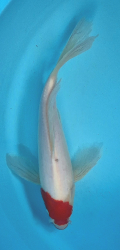 Japonsk� koi Kohaku Longfin DS1_27