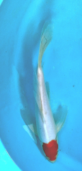 Japonsk� koi Kohaku Longfin DS1_36