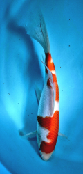 Japonsk� koi Kohaku Longfin DS1_5