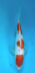 Japonsk� koi Kohaku Longfin DS1_54
