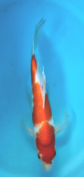 Japonsk� koi Kohaku Longfin DS1_69