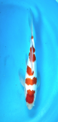 Japonsk� koi Kohaku Longfin DS1_73
