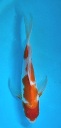 Japonsk� koi Kohaku Longfin DS1_80