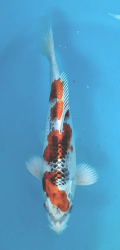 Japonsk� koi Kujaku DS1_70