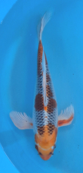 Japonsk� koi Kujaku Longfin DS1_111