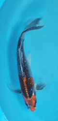 Japonsk koi Kujaku Longfin DS1_128