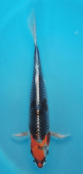 Japonsk koi Kujaku Longfin DS1_130
