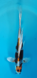 Japonsk� koi Kujaku Longfin DS1_50
