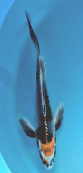 Japonsk� koi Kujaku Longfin DS1_64