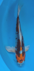 Japonsk� koi Kujaku Longfin DS1_98