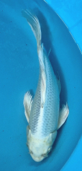 Japonsk� koi Platinum Ogon Longfin DS1_99