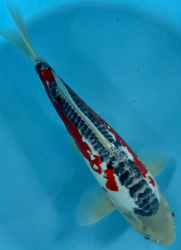 Japonsk koi Shusui VS2_4