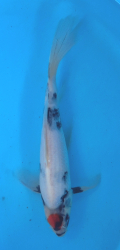 Japonsk koi Tancho Shiro Utsuri Longfin DS1_119